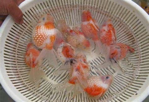 養魚 種類|新手養魚首選魚類有哪些？－風生水起「燈」好運。